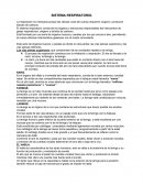 Sistema respiratorio
