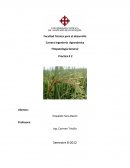 Practica de fitopatologia y su desarrollo