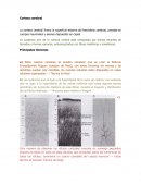 Hemisferios cerebrales y corteza