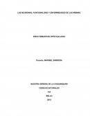 LAS NEURONAS, FUNCIONALIDAD Y ENFERMEDADES DE LAS MISMAS.