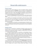 El desarrollo humano comienza después de la unión de los gametos masculino