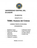 Huesos CARRERA TERAPIA OCUPACIONAL