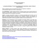 La Importancia Biológica Y Función De Las Moléculas De Carbohidratos, Lípidos, Proteínas Y Ácidos Nucleicos