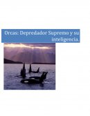 Particularidades de la orca (Orcinus orca)