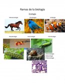 Ensayo sobre Ramas de la biologia