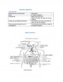 Aparato digestivo. Los procesos que se llevan a cabo en el aparato digestivo