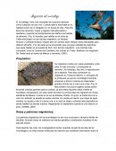 Migración del murcielago