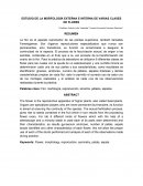 ESTUDIO DE LA MORFOLOGÍA EXTERNA E INTERNA DE VARIAS CLASES DE FLORES