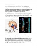 LA NEUROANATOMIA FUNCIONAL