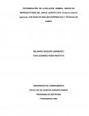 DETERMINACIÓN DE LA RELACION HEMBRA - MACHO EN REPRODUCTORAS DEL LINAJE LASSOTO 2210 (Coturnix coturnix japónica), CON BASE EN ANÁLISIS ESPERMATICO Y TÉCNICAS DE CAMPO