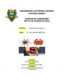 EL PHYLUM ARTRÓPODA