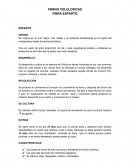 FIBRAS CELULOSICAS, FIBRA ESPARTO