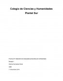 Practica #7: Detección de compuestos producidos por la fotosíntesis