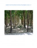 Plantaciones de hule