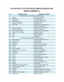PLANTAS ORIGINARIAS DE MESOAMÉRICA