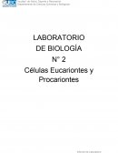 Laboratorio de biologia Células Eucariontes y Procariontes