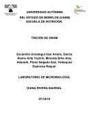 Ensayo sobre Tincion de gram