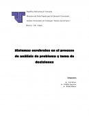 Sistema cerebral y sus funciones