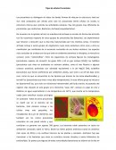 Tipos de células Procariotas