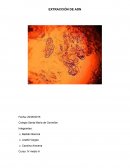 Laboratorio: Extracción de ADN