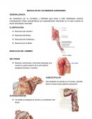 Ensayo de Musculos de los miembros inferiores