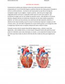 Observación de la anatomía del corazón