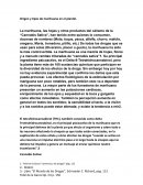 Origen y tipos de marihuana en el plantel