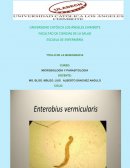Parasito enterobius vermicularis y lombrices intestinales