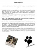 El Maltrato Animal. “Los humanos son muy diferentes a los animales, solo idénticos en una sola cosa: La capacidad de sufrir”