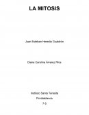 Preguntas sobre la mitósis