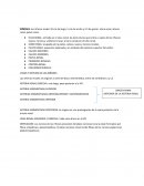 Anatomia: Los riñones