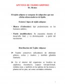 APUNTES DE TEJIDO ADIPOSO