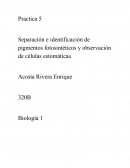 Separación e identificación de pigmentos fotosintéticos y observación de células estomáticas