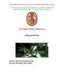 Entomologia forestal insectos