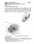 General Centrado en la Modalidad