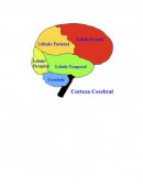 Cortezas cerebrales