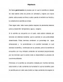 Puebas de germinacion de triticale x tricoseman witmack