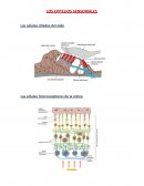 LOS EPITELIOS SENSORIALES Las células ciliadas del oído