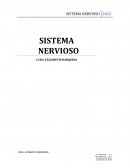 El sistema nervioso: Las neuronas