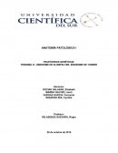 TRASTORNOS GENÉTICOS: TRISOMÍA 21, SÍNDROME DE KLINEFELTER, SÍNDROME DE TURNER