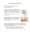 Digestión y absorción en el tubo digestivo