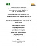 Costo de producción de la zanahoria