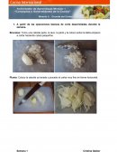 Actividad Los focos de contaminación que encontré en mi cocina