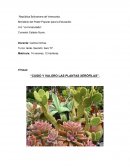 Cuido y valoro las plantas xerófilas