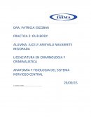 PRACTICA 2: OUR BODY
