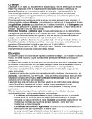 La sangre. El corazón