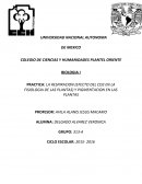 Practica de respiración, fotosíntesis y pigmentacion