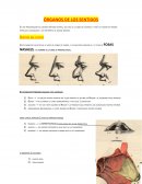 ÓRGANOS DE LOS SENTIDOS.