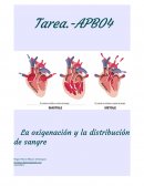 La oxigenación y la distribución de sangre