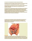 Los ovarios y testículos